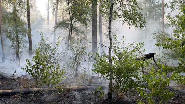 3.000 Quadratmeter abgebrannt: Waldbrand im Emsland - «Die Glutnester sind massiv»