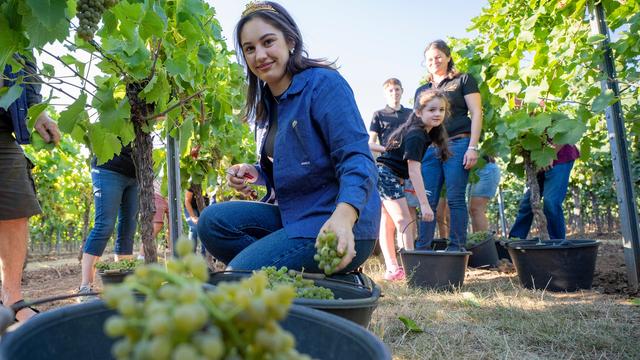 Frühe Weinernte 26er-Jahrgang: Weinlese hat begonnen – Früher Start in Federweißer-Saison