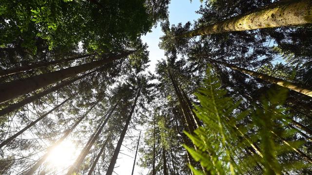 Kühler Tourismus: «Coolcation»-Trend: Schwarzwald lockt mehr Südeuropäer an