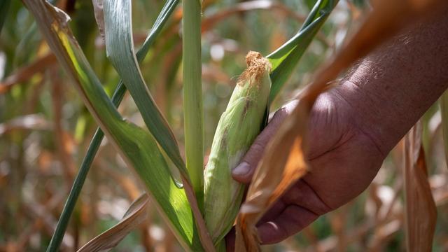 Agrar: Dürre setzt Viehhaltern zu - Futter wird knapp