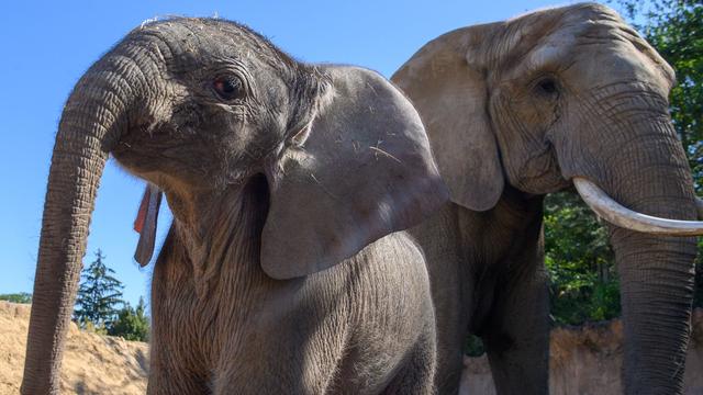 Historische Geburt: Elefanten-Jungtier im Magdeburger Zoo ist ein Weibchen