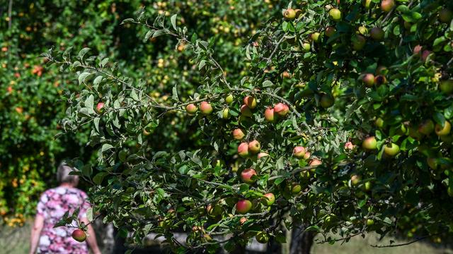 Apfelanbau in Brandenburg: Gute Apfelernte erwartet - aber auch Frust wegen Obstschäden