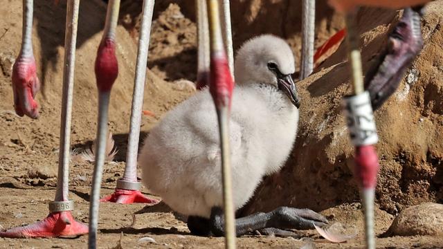 Tiere: Im Vogelpark Marlow wächst die Flamingokolonie