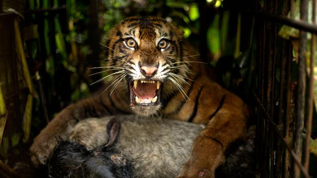 Raubkatze wird umgesiedelt: In der Falle: Tigerin sorgt auf Sumatra für Aufregung