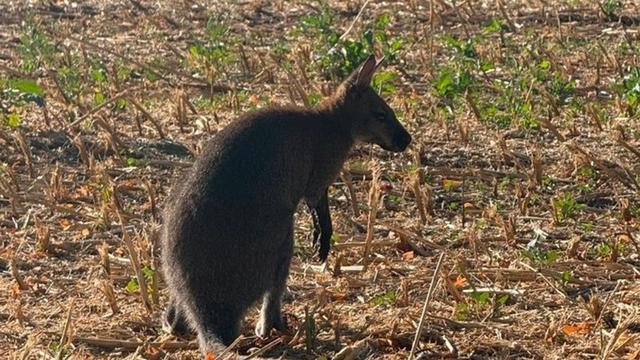 Tierischer Ausflug: Känguru auf der Flucht