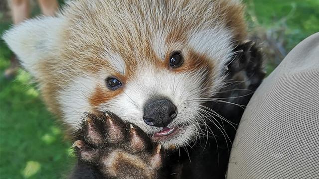 Tiernachwuchs: Roter Panda-Nachwuchs «Zuko» im Zoo Heidelberg