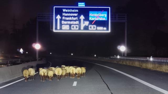 Sperrung: Schafherde auf A659 – Ein Tier getötet