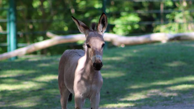 Vom Aussterben bedroht: Seltene Somali-Wildesel im Tierpark Berlin geboren
