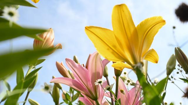 Wetter: Sommerhitze und Sonnenschein bis Samstag