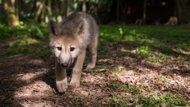 Tierschutz: Tötung von Wolfswelpen: Umweltschützer legen Beschwerde ein
