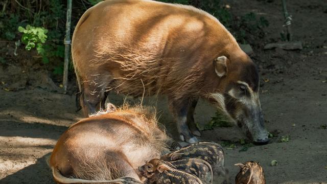 Nachwuchs im Zoo: Vier Pinselohr-Ferkel wuseln durch den Opel-Zoo