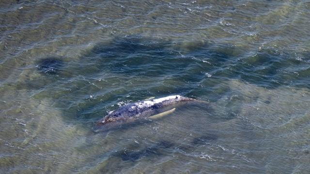 Walfund: Toter Wal im Greifswalder Bodden entdeckt