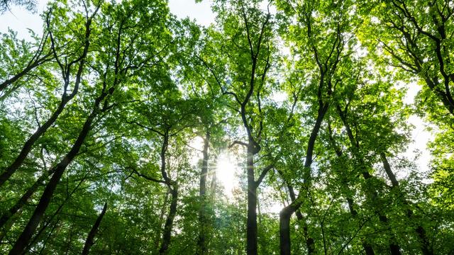 Gefahr von Waldbränden: Waldbrandgefahr in Berlin steigt