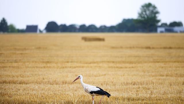 Niedrigwasser: Wassermangel bedroht die Wildtierwelt