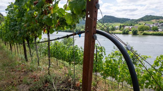 Vor der Weinlese: Weinbauverband erwartet «qualitativ hervorragenden Jahrgang»