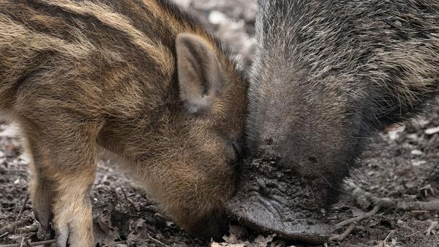 Wasser- und Nahrungsmangel: Wildtiere leiden unter Trockenheit - Folgen für die Jagd