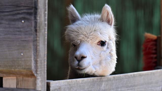Tiere: Ausgebüxte Alpakas auf Landstraße unterwegs