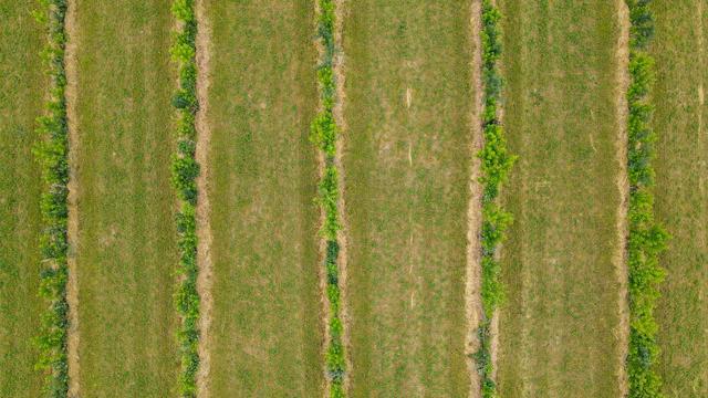 Klimawandel und Landwirtschaft: Brandenburg setzt auf Bäume auf Äckern gegen Klimastress