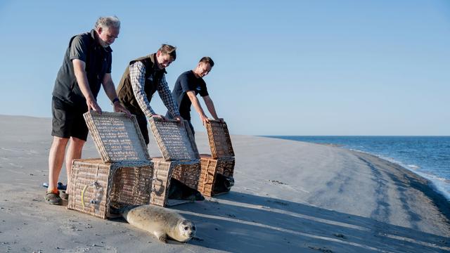 Auswilderung in der Nordsee: Ernie, Tiffy und Lucy sind frei - erste Heuler ausgewildert
