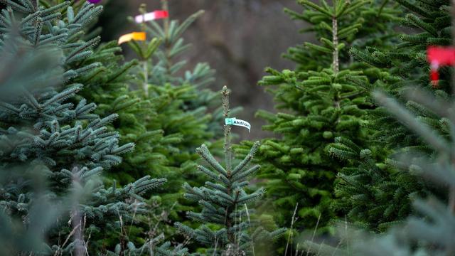 Weihnachtstradition: «Gut und grün»: Christbaum-Kulturen trotzen der Trockenheit