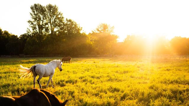 Heatwave strains German agriculture, impacting hay production