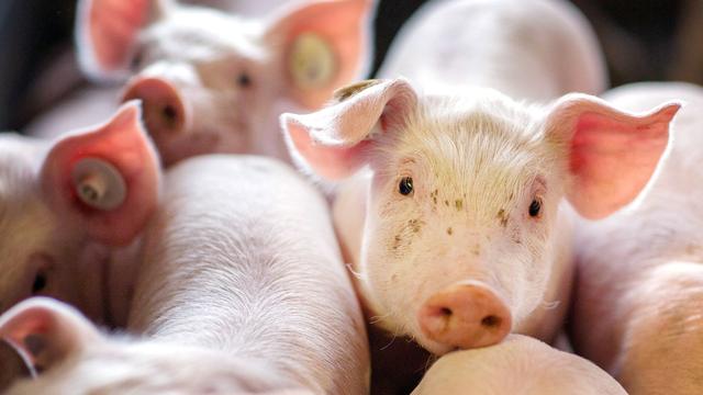 Nach Insolvenz: Schweinezucht nach Insolvenz: Alle Betriebe gesichert