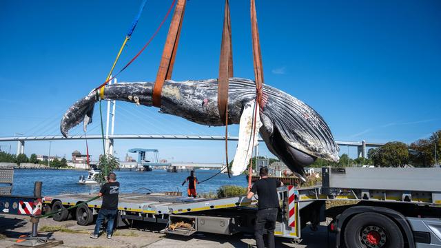 Walfund: Skelett von Ostsee-Buckelwal wird nicht ausgestellt