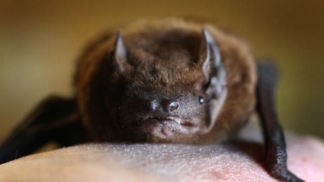 Tollwutinfektion in Franken: Tollwutvirus bei Fledermaus in Unterfranken entdeckt
