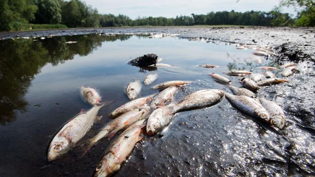 Fischsterben: Warum das Niedrigwasser Fische in Lebensgefahr bringt