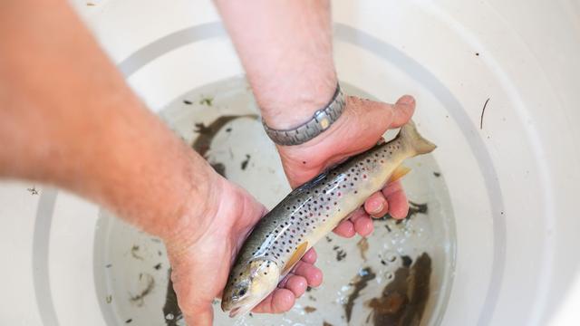 Anhaltende Trockenheit: Angler retten Fische aus fast ausgetrocknetem Kanal