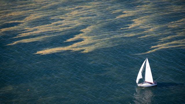 Bild: Bakterienteppiche: Blaualgen an Ostsee und Seen – Warnung für Badende
