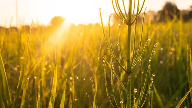 Wetter: Heißer Tag in Niedersachsen - wann die Temperaturen fallen