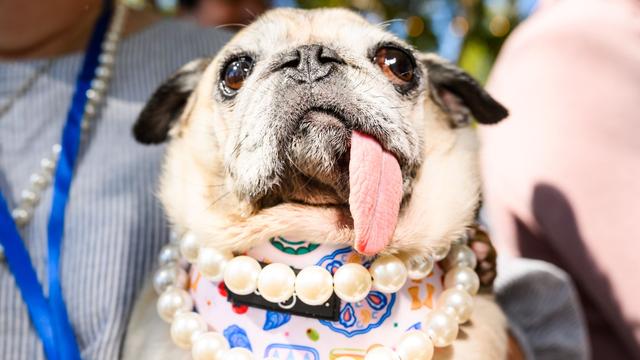 Tiere: Mops-Hündin Jinny Lu ist «hässlichster Hund der Welt»