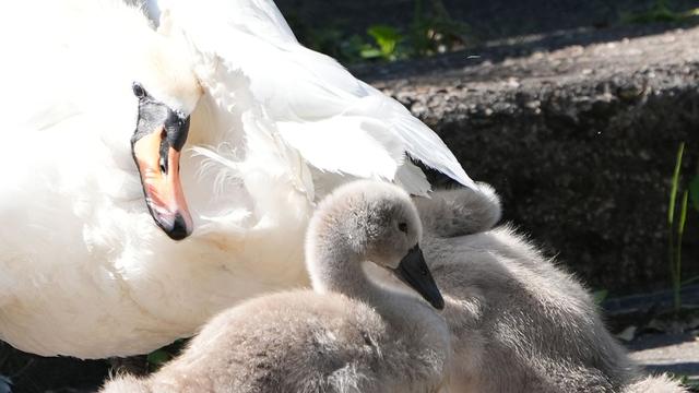 Despite hundreds of geese, swan father is satisfied with Alster swans' breeding success