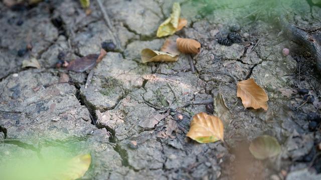 Pflanzen sterben ab: «Sieht aus wie Herbst» – Trockenheit plagt botanische Gärten