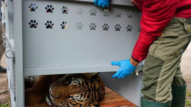 Tierschutz: Umsiedlung von 30 Großkatzen aus Zoo in Argentinien beginnt