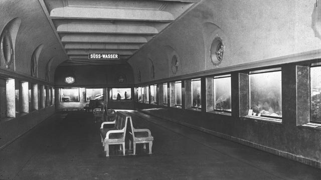 Haus mit Geschichte: 113 Jahre Aquarium Berlin - Haie, Quallen und kuriose Fakten