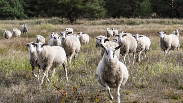 Tiere: Husky-Mischlinge greifen Schafherde an – zwei Tiere tot