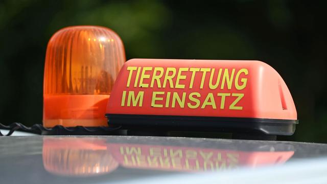 Hunde und Katzen: Tierschutz-Verstöße bei Tiertransport aus Bulgarien entdeckt