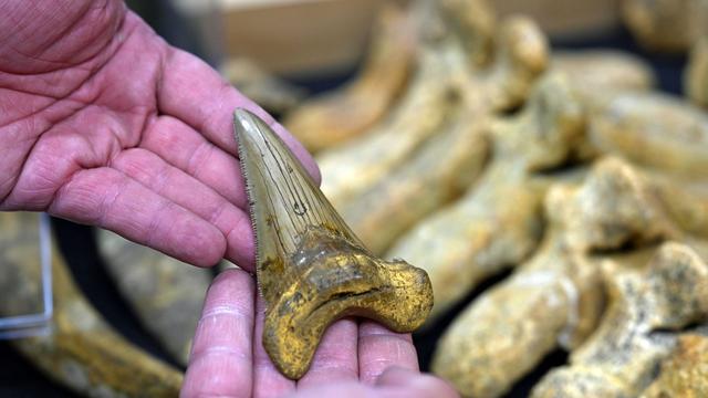 Naturhistorisches Museum Mainz: Versteckte Schätze: Arbeiten, wo die Zeit in Regalen liegt