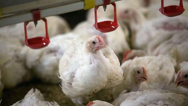 Landwirtschaft: 200.000 Hähnchen: Behörde genehmigt Mastbetrieb