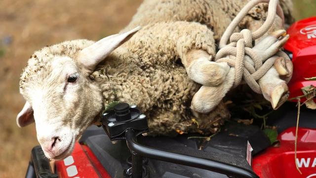 In Sicherheit gebracht: Einsatzkräfte retten verletztes Schaf nach Waldbrand