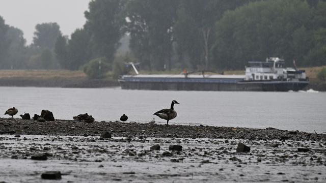 Extremes Niedrigwasser: Es regnet, aber Pegelstand des Rheins sinkt noch
