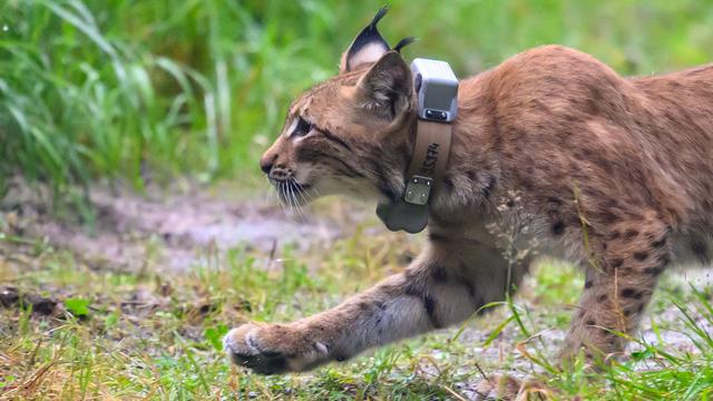 Tiere: Luchse Lotta und Luca springen im Erzgebirge in die Freiheit