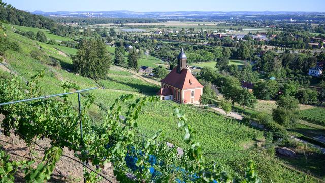 Weinlese vor Beginn: Wärme und Trockenheit: Winzer rechnen mit gutem Weinjahr