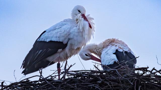 Tiere: Warum manche Vögel auf den Zug nach Süden verzichten
