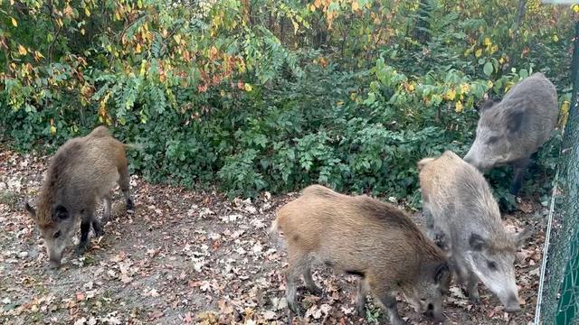 Schwarzwild im Wohngebiet: Wildschweine im Visier - Wie die Tiere für Unruhe sorgen