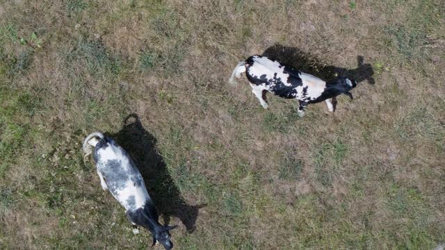 Agrar: Agrarministerium unterstützt Tierhalter bei Futtermangel