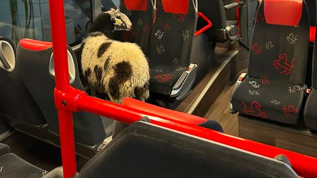 Tierische Sonderfahrt: Ausgebüxtes Schaf fährt im Bus durch die Waschanlage