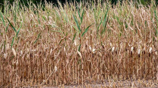 Landwirtschaft leidet: Grüne: Dürre bedroht Landwirtschaft - Task Force gefordert